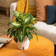 Dieffenbachia | medium
