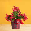 holiday cactus in festive red plaid tin with tag reading "wish you a merry christmas", set against a bright yellow background