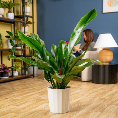 Philodendron ruizii