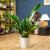 A 10in Philodendron Ruizii plant in a living room setting.  A person reads a book in the backdrop.