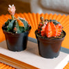 Variegated Moon Cactus | small