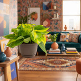 Brasil Philodendron | medium