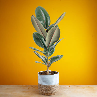 【FICUS】 Imported S-Curve Tiger Bark Ficus with Air Roots, in a