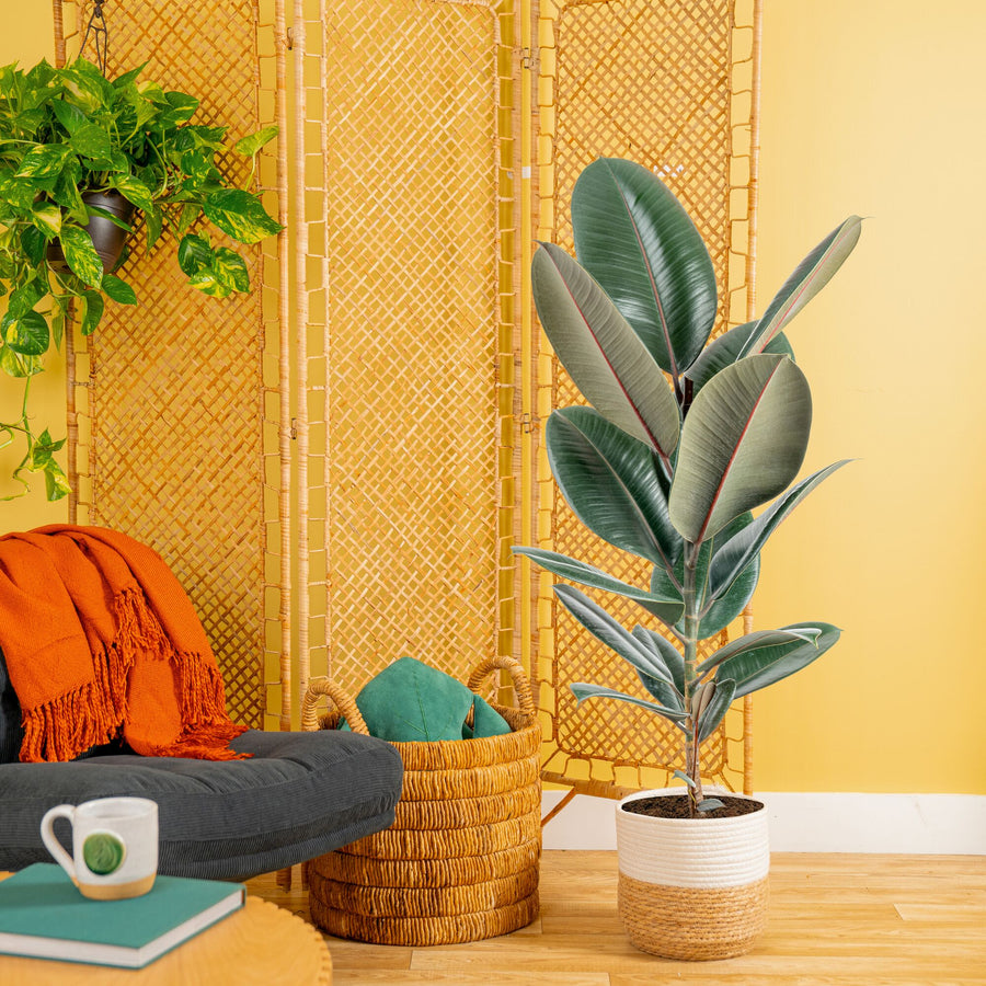 Ficus Burgundy Rubber | large