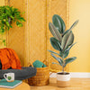 Ficus Burgundy Rubber | large