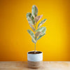 Ficus Ruby | large