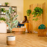 Ficus Ruby | large