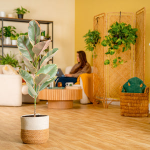 Ficus Ruby | large
