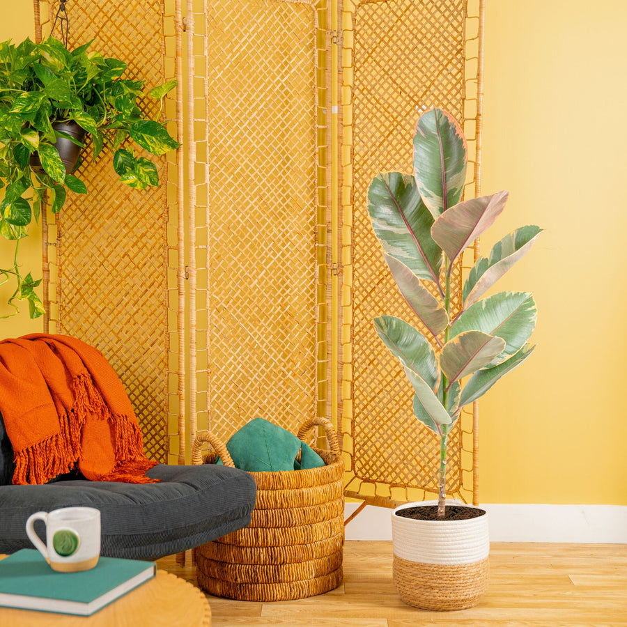 Ficus Ruby | large