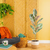 Ficus Ruby | large