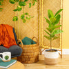 Ficus Shivereana | large