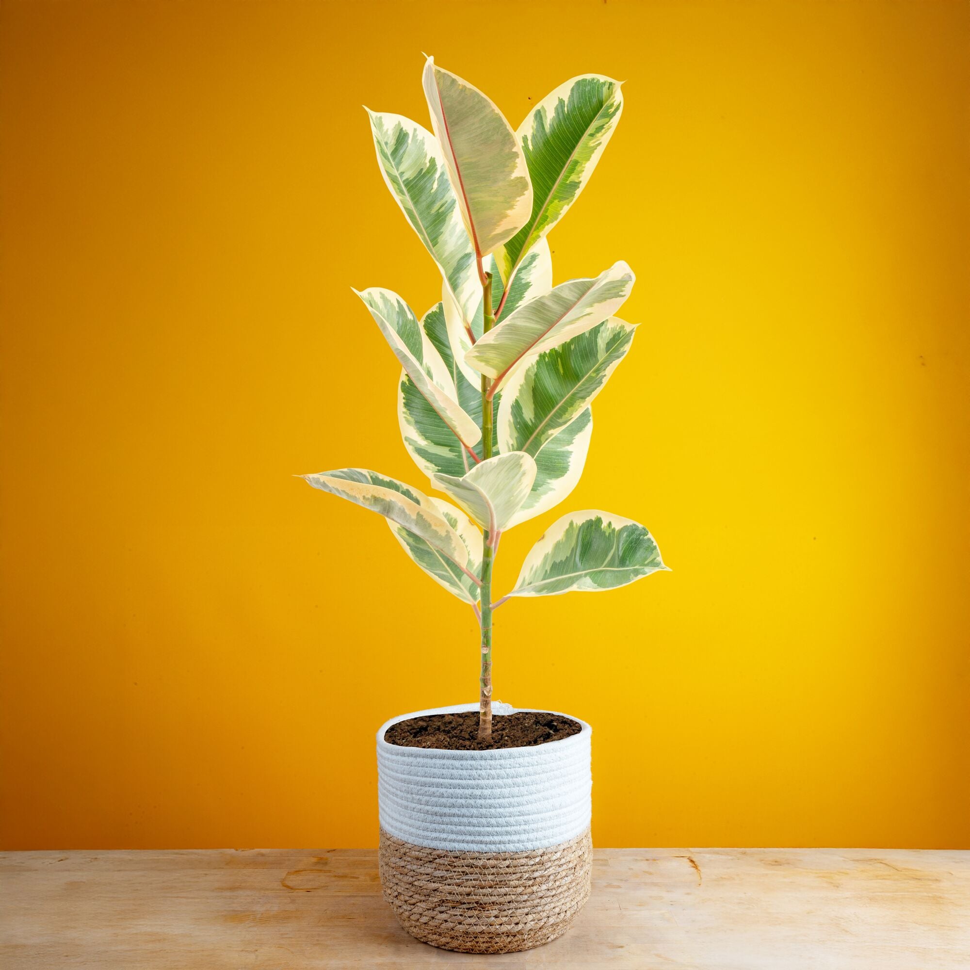 Ficus Tineke | large