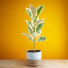 Ficus Tineke | large