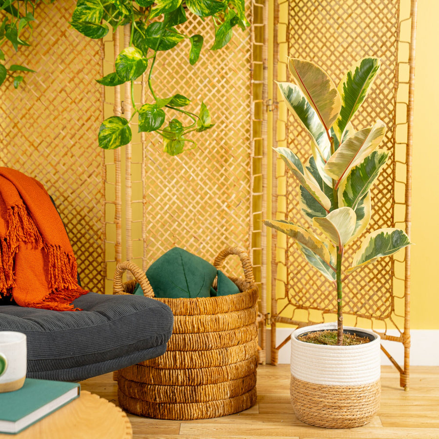 Ficus Tineke | large