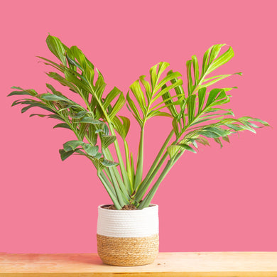 Monstera Pinnatipartita