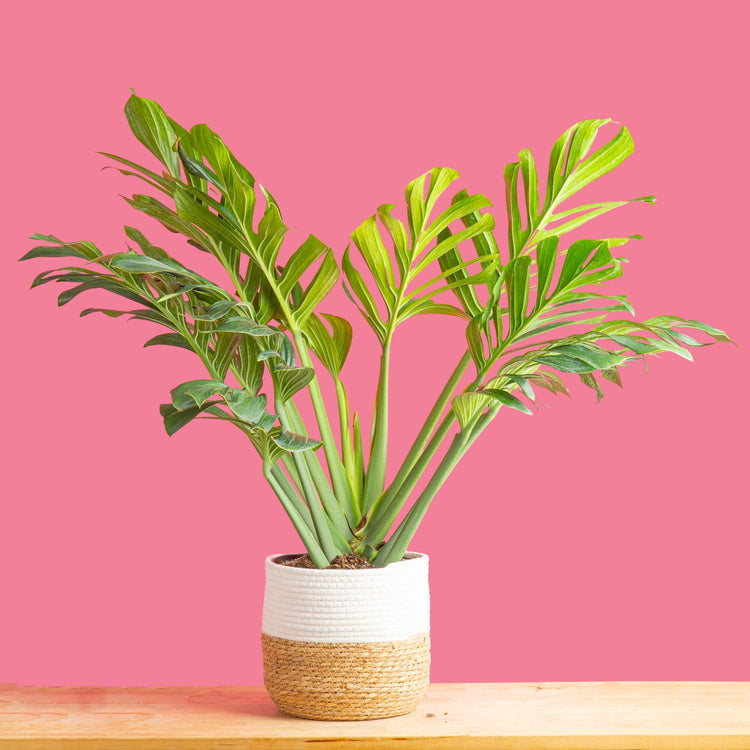 monstera plant pink Monstera Pinnatipartita