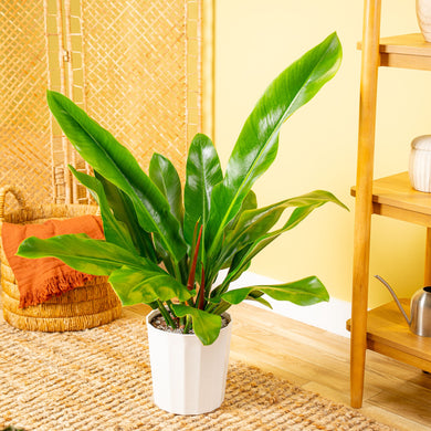 philodendron rui sub Philodendron ruizii