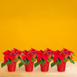 Poinsettia | small