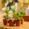 A 6-pack collection of foliage plants which are set in a living room lifestyle.
