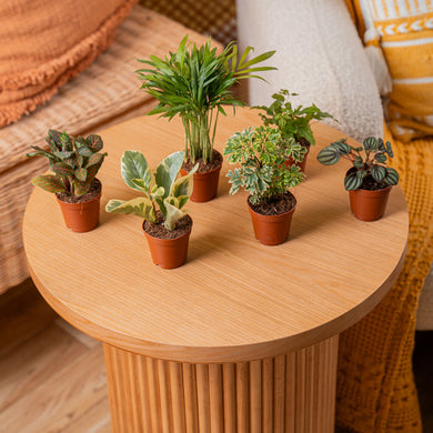packs of plant pots Assorted Foliage