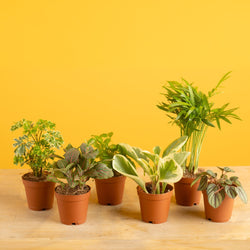 Thai Constellation | Extra large