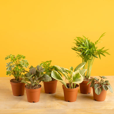 assorted potted plants Assorted Foliage