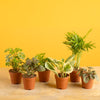 A 6-Pack grower's Choice assorted foliage collection. The plants are on a light wooden table with a yellow background. 