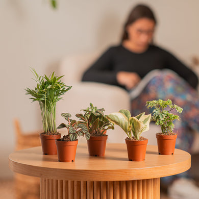 plastic bowl planter Charcoal Black Cement Bowl Planter | Planter main image 0