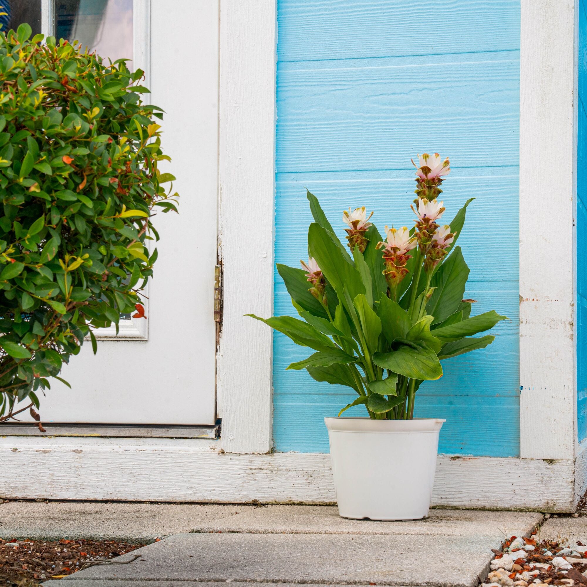 A Siam Sparkling Curcuma plant is set outdoors by a baby blue house. The plant has beautiful green foliage and white blooms.