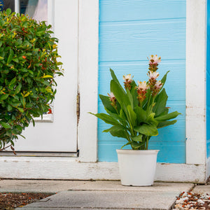 A Siam Sparkling Curcuma plant is set outdoors by a baby blue house. The plant has beautiful green foliage and white blooms.