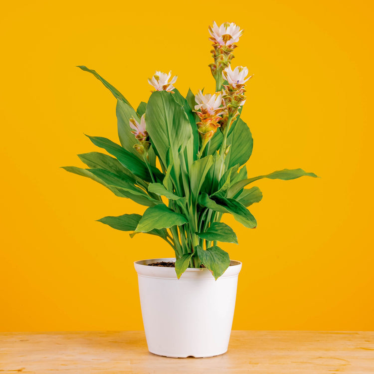 curcuma plant indoor Curcuma Siam Carara Sparkling