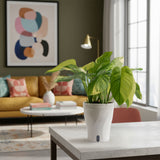 Monstera Mayuna Variegata | medium