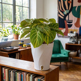 Philodendron Gloriosum Tinker Bell | medium
