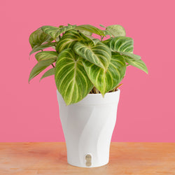 Philodendron Birkin | medium