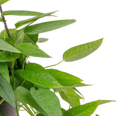 Pothos Cebu Blue