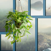 cebu blue pothos for sale philippines Pothos Cebu Blue