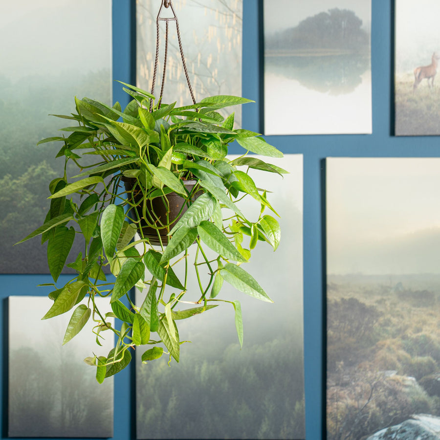 Pothos Cebu Blue | medium