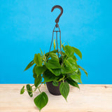 Green Philodendron | medium