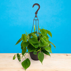 An Albo Syngonium plant sits on a light wooden table. The plant is in a black grower's hanging basket and boasts beautiful green foliage with splashes of white variegation.