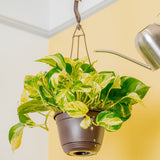 A 6.6in Manjula Pothos plant hangs from a ceiling as a hand extends out to water the soil with a silver watering can. 