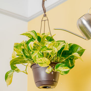 most expensive pothos Pothos Manjula