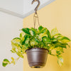 A 6.6in Manjula Pothos plant hangs from a ceiling.