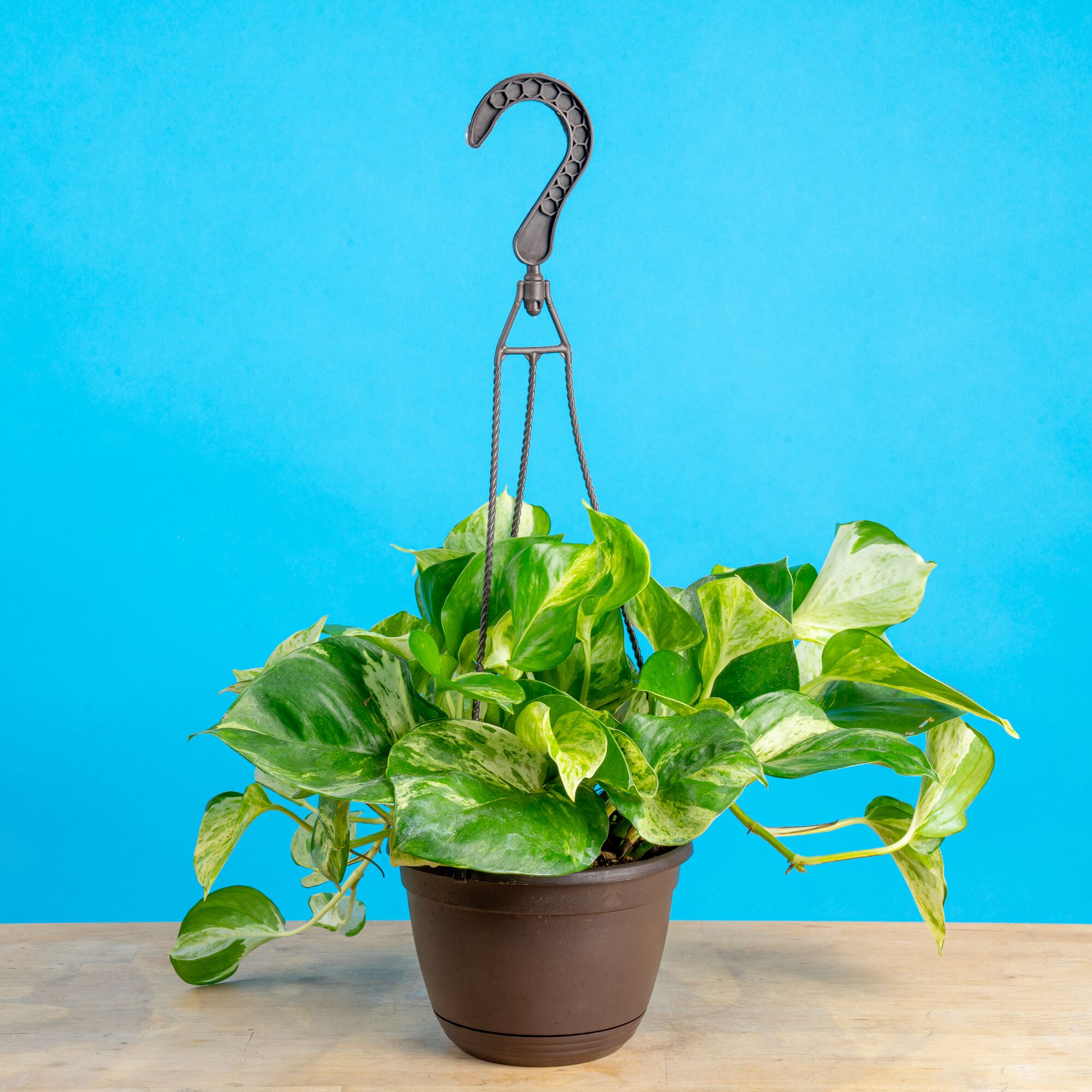 A 6.6in Manjula Pothos plant sits on a light wooden table with a bright blue backdrop. The plant has beautifully variegated foliage with green leaves and splashes of creamy white. 