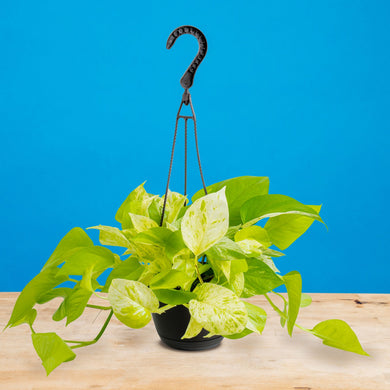 costa farms glacier pothos Pothos Neon Marble