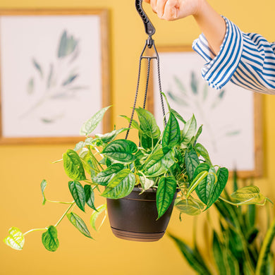 Monstera siltepecana | medium – Costa Farms