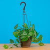 Monstera siltepecana | medium