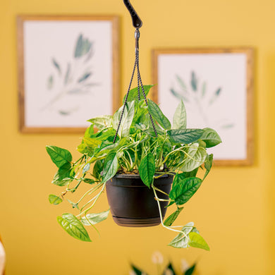 Monstera siltepecana | medium – Costa Farms