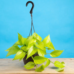 An Albo Syngonium plant sits on a light wooden table. The plant is in a black grower's hanging basket and boasts beautiful green foliage with splashes of white variegation.