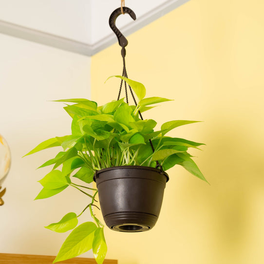 Neon Pothos Epipremnum - Thumbnail 5