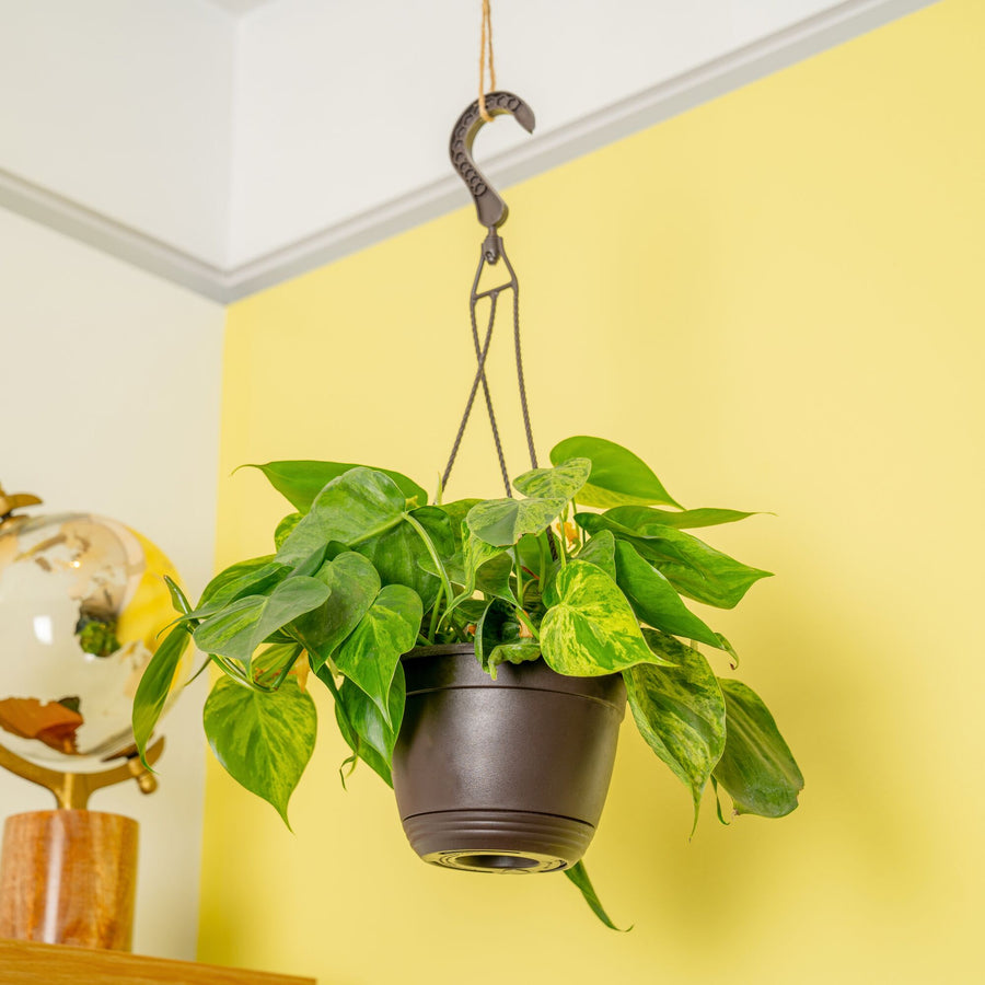 A Variegated Heartleaf Philodendron plant hangs from a ceiling in a 6.6in hanging basket. The backdrop is a yellow wall with a clear globe on a shelf. The foliage of this plant are heart shaped with splashes of creamy white variegation. 